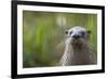 North American River Otter (Lutra Canadensis) Captive, Occurs in North America-Edwin Giesbers-Framed Photographic Print