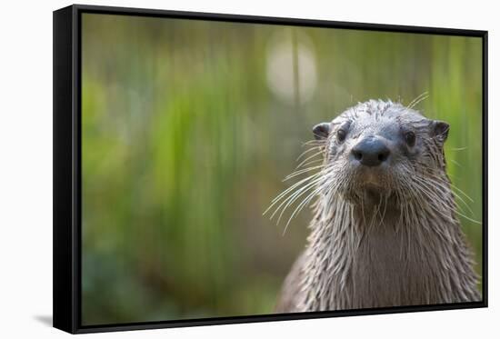 North American River Otter (Lutra Canadensis) Captive, Occurs in North America-Edwin Giesbers-Framed Stretched Canvas