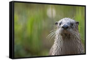 North American River Otter (Lutra Canadensis) Captive, Occurs in North America-Edwin Giesbers-Framed Stretched Canvas