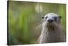 North American River Otter (Lutra Canadensis) Captive, Occurs in North America-Edwin Giesbers-Stretched Canvas