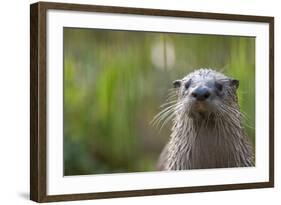 North American River Otter (Lutra Canadensis) Captive, Occurs in North America-Edwin Giesbers-Framed Photographic Print