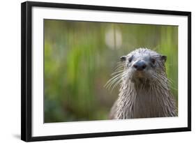 North American River Otter (Lutra Canadensis) Captive, Occurs in North America-Edwin Giesbers-Framed Photographic Print