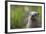 North American River Otter (Lutra Canadensis) Captive, Occurs in North America-Edwin Giesbers-Framed Photographic Print