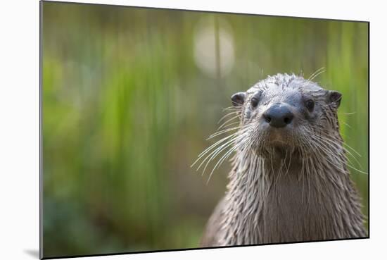 North American River Otter (Lutra Canadensis) Captive, Occurs in North America-Edwin Giesbers-Mounted Photographic Print