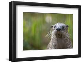 North American River Otter (Lutra Canadensis) Captive, Occurs in North America-Edwin Giesbers-Framed Photographic Print