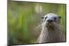 North American River Otter (Lutra Canadensis) Captive, Occurs in North America-Edwin Giesbers-Mounted Photographic Print