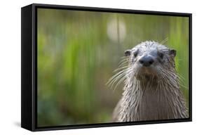 North American River Otter (Lutra Canadensis) Captive, Occurs in North America-Edwin Giesbers-Framed Stretched Canvas