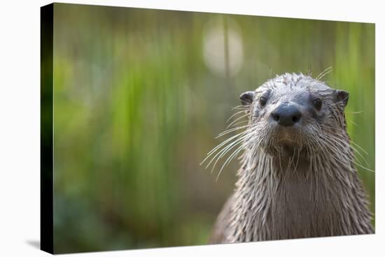 North American River Otter (Lutra Canadensis) Captive, Occurs in North America-Edwin Giesbers-Stretched Canvas