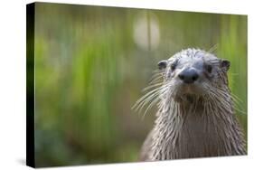 North American River Otter (Lutra Canadensis) Captive, Occurs in North America-Edwin Giesbers-Stretched Canvas