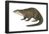 North American River Otter (Lutra Canadensis), Weasel, Mammals-Encyclopaedia Britannica-Framed Poster