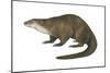 North American River Otter (Lutra Canadensis), Weasel, Mammals-Encyclopaedia Britannica-Mounted Poster