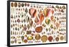 North American Shells Educational Science Chart Poster-null-Framed Poster