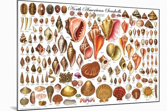 North American Shells Educational Science Chart Poster-null-Mounted Poster