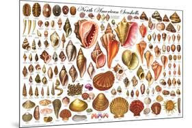 North American Shells Educational Science Chart Poster-null-Mounted Poster