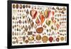 North American Shells Educational Science Chart Poster-null-Framed Poster