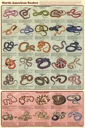 Affordable Snake Posters For At Allposters Laminated North American Snakes Educational Science Chart Poster