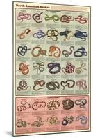 North American Snakes Educational Science Chart Poster-null-Mounted Poster