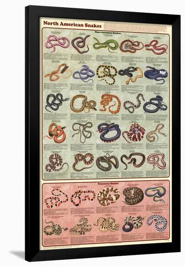 North American Snakes Educational Science Chart Poster-null-Framed Poster