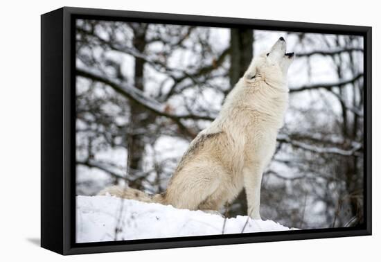 North American Timber Wolf, Canis Lupus Howling in the Snow in Deciduous Forest-Louise Murray-Framed Stretched Canvas