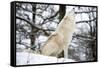 North American Timber Wolf, Canis Lupus Howling in the Snow in Deciduous Forest-Louise Murray-Framed Stretched Canvas