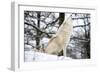 North American Timber Wolf, Canis Lupus Howling in the Snow in Deciduous Forest-Louise Murray-Framed Photographic Print