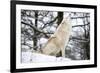 North American Timber Wolf, Canis Lupus Howling in the Snow in Deciduous Forest-Louise Murray-Framed Photographic Print