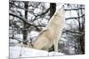 North American Timber Wolf, Canis Lupus Howling in the Snow in Deciduous Forest-Louise Murray-Mounted Photographic Print