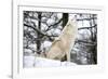 North American Timber Wolf, Canis Lupus Howling in the Snow in Deciduous Forest-Louise Murray-Framed Photographic Print