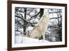 North American Timber Wolf, Canis Lupus Howling in the Snow in Deciduous Forest-Louise Murray-Framed Photographic Print