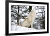 North American Timber Wolf, Canis Lupus Howling in the Snow in Deciduous Forest-Louise Murray-Framed Photographic Print