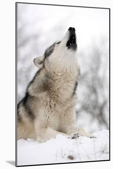 North American Timber Wolf (Canis Lupus) Howling in the Snow in Deciduous Forest-Louise Murray-Mounted Photographic Print