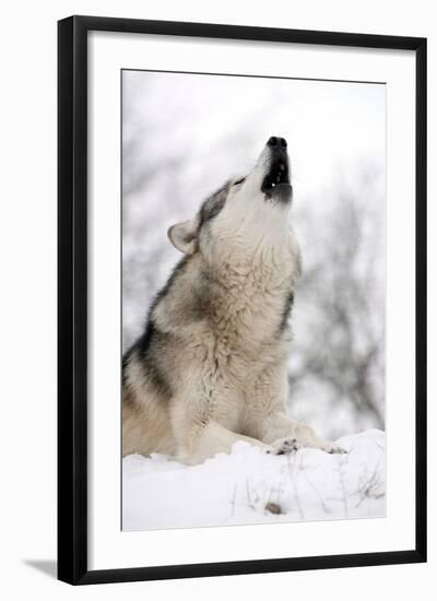 North American Timber Wolf (Canis Lupus) Howling in the Snow in Deciduous Forest-Louise Murray-Framed Photographic Print