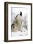 North American Timber Wolf (Canis Lupus) Howling in the Snow in Deciduous Forest-Louise Murray-Framed Photographic Print