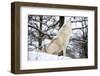 North American Timber Wolf, Canis Lupus Howling in the Snow in Deciduous Forest-Louise Murray-Framed Photographic Print