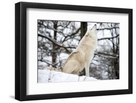 North American Timber Wolf, Canis Lupus Howling in the Snow in Deciduous Forest-Louise Murray-Framed Photographic Print