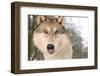 North American Timber Wolf (Canis Lupus) in Forest, Austria, Europe-Louise Murray-Framed Photographic Print