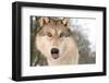 North American Timber Wolf (Canis Lupus) in Forest, Austria, Europe-Louise Murray-Framed Photographic Print