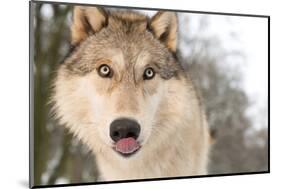 North American Timber Wolf (Canis Lupus) in Forest, Austria, Europe-Louise Murray-Mounted Photographic Print