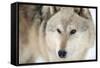 North American Timber Wolf (Canis Lupus) in Forest-Louise Murray-Framed Stretched Canvas