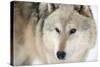 North American Timber Wolf (Canis Lupus) in Forest-Louise Murray-Stretched Canvas