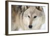 North American Timber Wolf (Canis Lupus) in Forest-Louise Murray-Framed Photographic Print