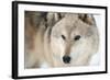 North American Timber Wolf (Canis Lupus) in Forest-Louise Murray-Framed Photographic Print