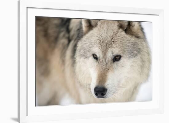 North American Timber Wolf (Canis Lupus) in Forest-Louise Murray-Framed Photographic Print