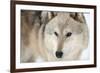 North American Timber Wolf (Canis Lupus) in Forest-Louise Murray-Framed Photographic Print