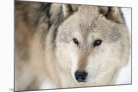 North American Timber Wolf (Canis Lupus) in Forest-Louise Murray-Mounted Photographic Print