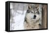 North American Timber Wolf (Canis Lupus) in Forest-Louise Murray-Framed Stretched Canvas