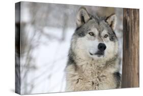 North American Timber Wolf (Canis Lupus) in Forest-Louise Murray-Stretched Canvas