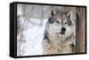 North American Timber Wolf (Canis Lupus) in Forest-Louise Murray-Framed Stretched Canvas