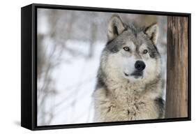 North American Timber Wolf (Canis Lupus) in Forest-Louise Murray-Framed Stretched Canvas