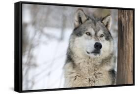 North American Timber Wolf (Canis Lupus) in Forest-Louise Murray-Framed Stretched Canvas